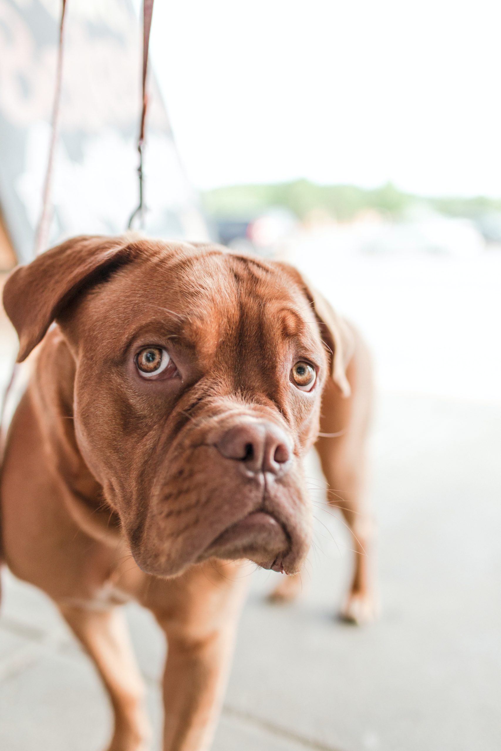 Who Gets to Keep the Dog in a Divorce? Who Gets to Keep the Dog in a Divorce?